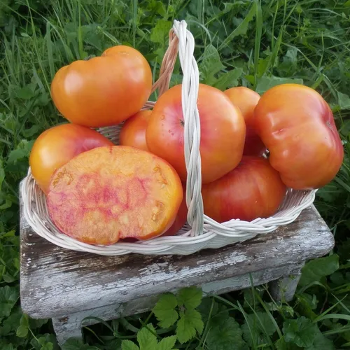 Wielokolorowe, pomarańczowo-czerwone owoce odmiany Arkansas Marvel w białym koszyku. Jeden z owoców jest przekrojony, ukazując żółto-pomarańczowy miąższ.