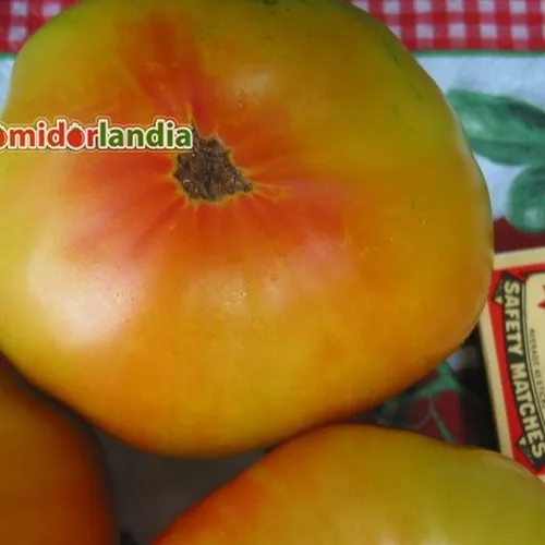 Wielokolorowe, spłaszczone i żebrowane owoce odmiany Pineapple.