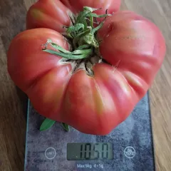 Mexico – Ewa Szura-Sochacka, 1050 g