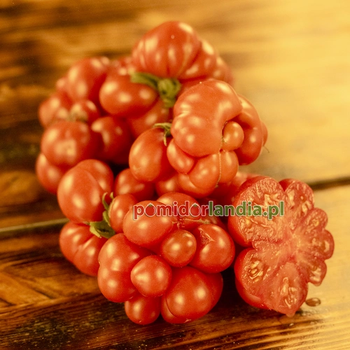 Reisetomato