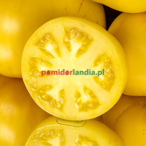 Potato Leaf White