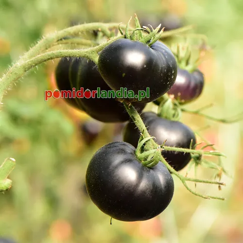 Juodi, apvalūs veislės „Indigo Black Beauty“ vaisiai ant krūmo.