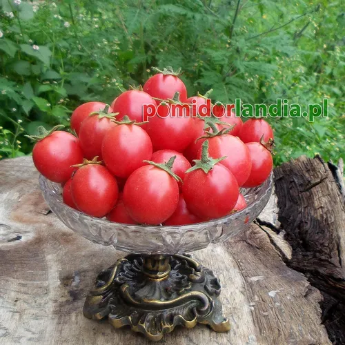 Różowe, kuliste i drobne owoce odmiany Garden Pearl w szklanej misie na pniu drzewa.