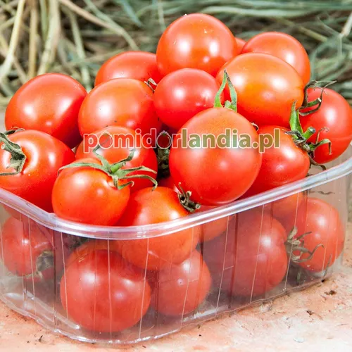 Czerwone, kuliste i drobne owoce odmiany Mini Red w przezroczystym plastikowym pojemniku.