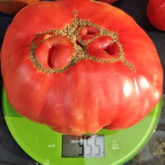 Beefsteak – Krzysztof Szyszkowski, 955 g