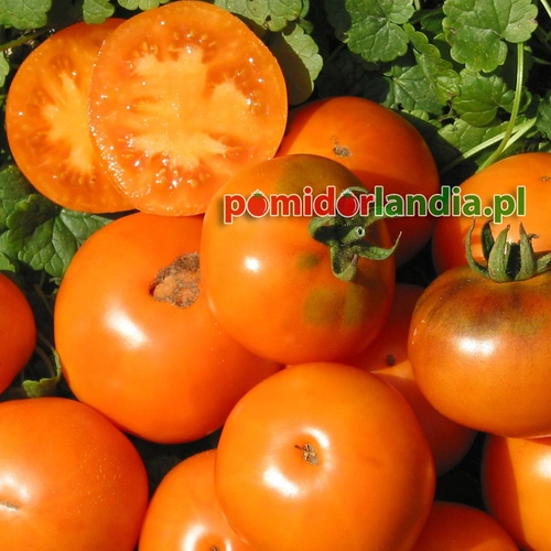 Orange Fleshed Purple Smudge