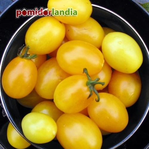 Yellow Plum