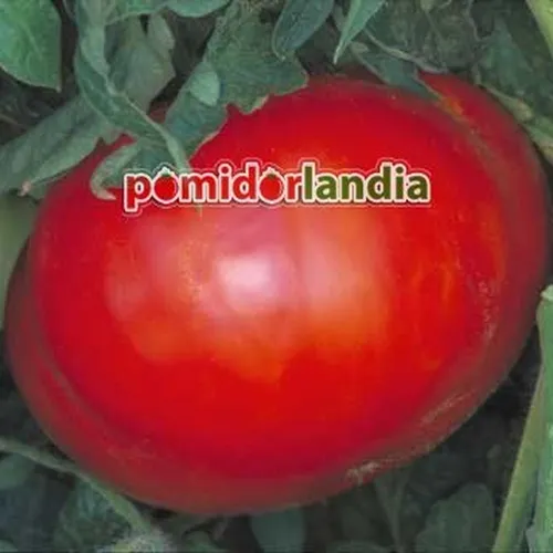 Czerwony, duży owoc odmiany Believe It Or Not na krzaku z zielonymi liśćmi.