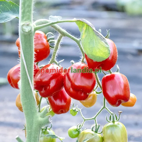 Raudoni, maži ir šiek tiek suploti veislės „Red Stuffer Cherry“ vaisiai ant krūmo. Šalia prinokusių vaisių matyti žali vaisiai.