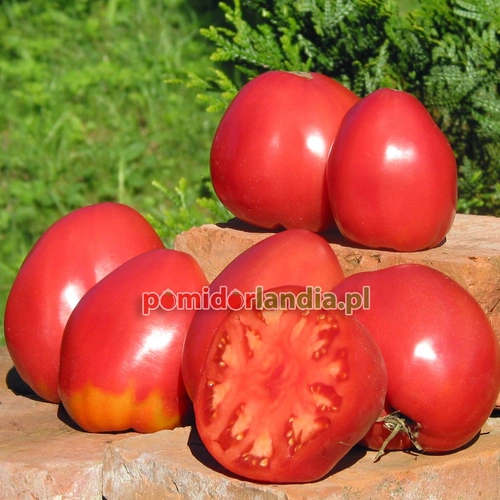 Hungarian Oxheart