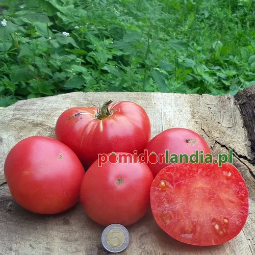Czerwone, kuliste i lekko żebrowane owoce odmiany Marizol Red na drewnianym pniu. Jeden owoc jest przekrojony, ukazując czerwony miąższ.