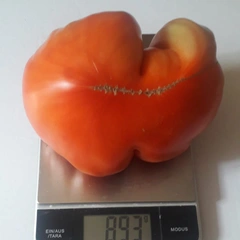 Red Penna – Lucjan Ciamaga, 893 g