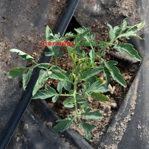 Młoda roślina odmiany German Orange Strawberry o liściach typu regularnego rośnie w ziemi.
