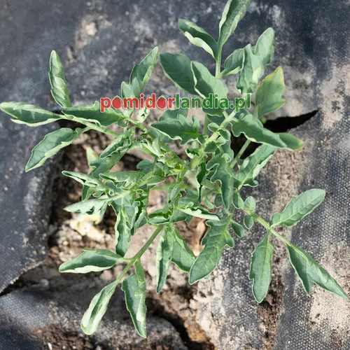 Młoda roślina odmiany Russo Sicilian Togetta o liściach typu regularnego rośnie w czarnej agrotkaninie.