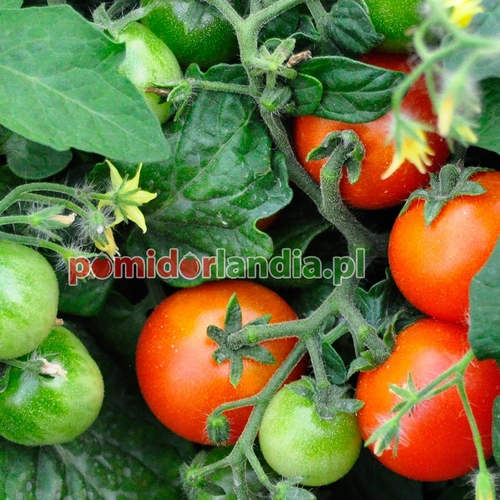 Micro Tom Heirloom