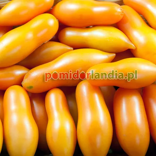 Pomarańczowe, wydłużone i drobne owoce odmiany Midas.
