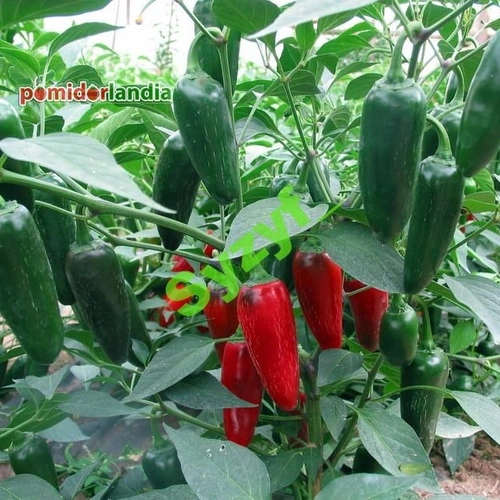 Jalapeno (hot)