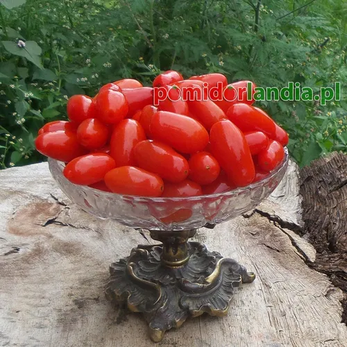 Petits fruits rouges et allongés de la variété Teardrop dans un bol en verre sur une souche d'arbre.