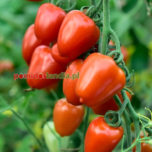 Sweetheart Cherry Heirloom