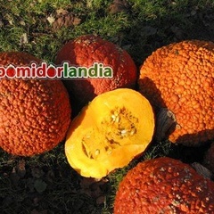 Dynia Red Warty Thing
