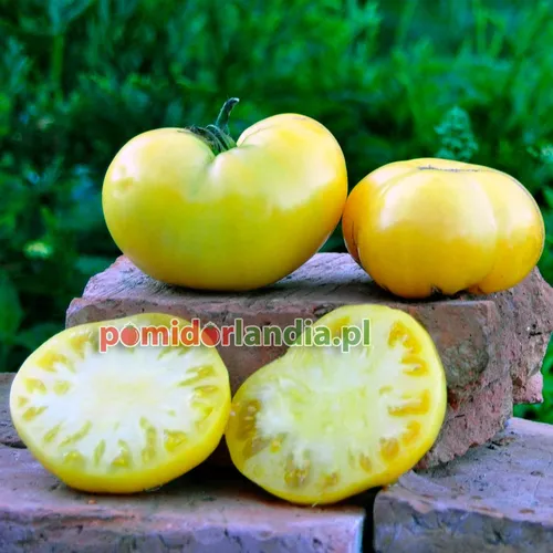 Yellow, round and slightly flattened Candy’s Old Yellow tomatoes on bricks. Two tomatoes are cut in half, showing yellow flesh.
