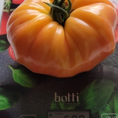 Georgia Streak – Marta Maliborska, 500 g