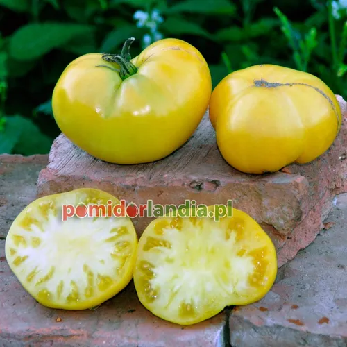 Yellow, flattened and ribbed Candy’s Old Yellow tomatoes on bricks. Two tomatoes are cut in half, showing light yellow flesh.