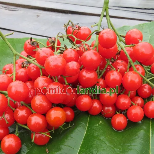 Czerwone owoce odmiany Sweet Aperitif Heirloom na zielonym liściu. Liczne, okrągłe owoce typu cherry na zielonych szypułkach.