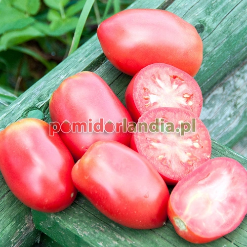 Kalman’s Hungarian Pink