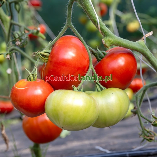 Merrill Schulz Beefsteak