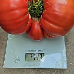 Giant Doochov – Magdalena Pydych, 1543 g