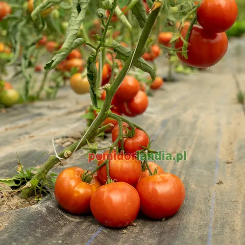 Pink, round and medium-sized Katja Heirloom tomatoes on the plant. The fruits grow on green stems above the black ground cover fabric.