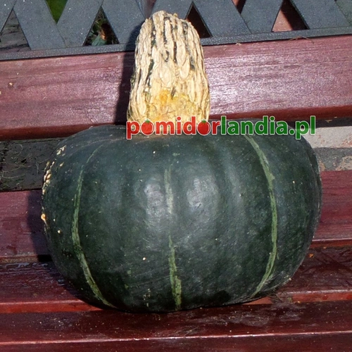 Burgess Buttercup Pumpkin
