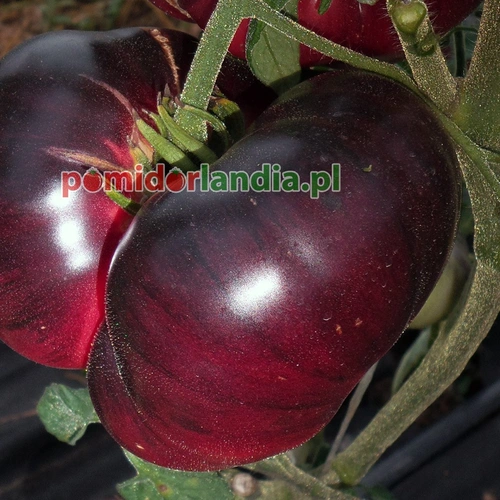 Indigo Blue Beauty Heirloom