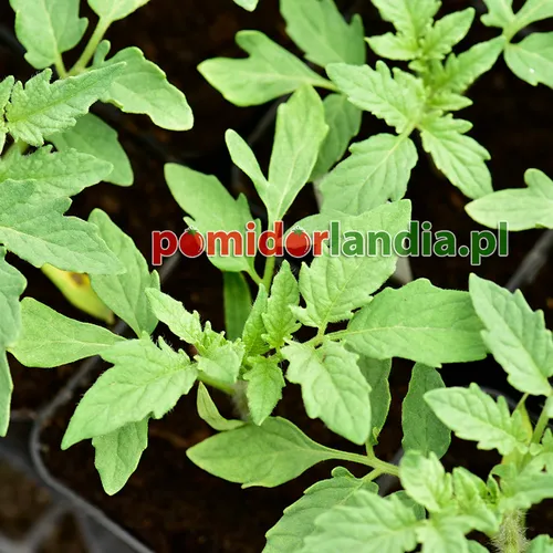 Jeunes plants de la variété Saint Colombe avec un feuillage normal dans des pots noirs.