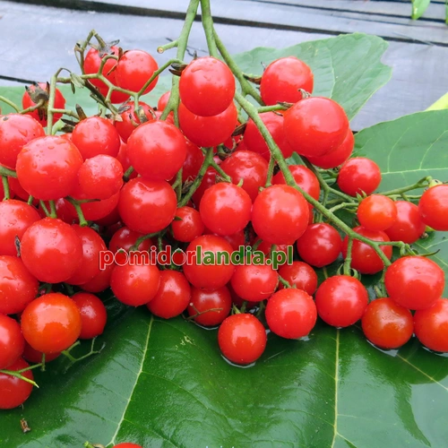 Christmas Grapes