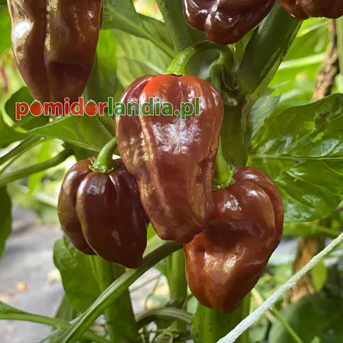 Habanero Czekoladowa (ostra)