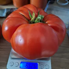 Aussie – Małgorzata Pęcak-Zacharko, 853 g