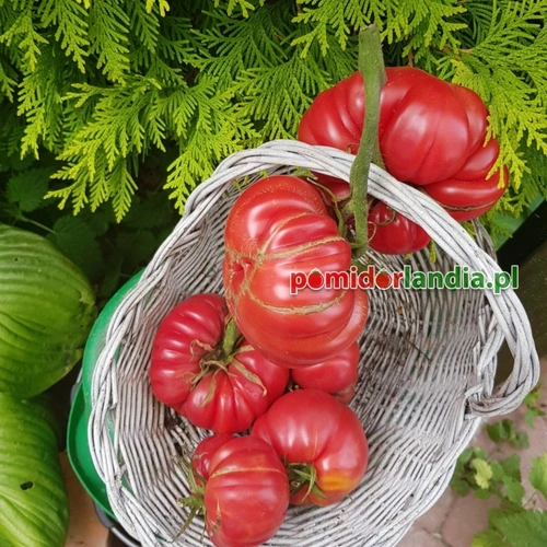 Mushroom Basket