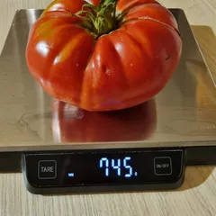 Mexico – Aleksandra Nowicka, 745 g