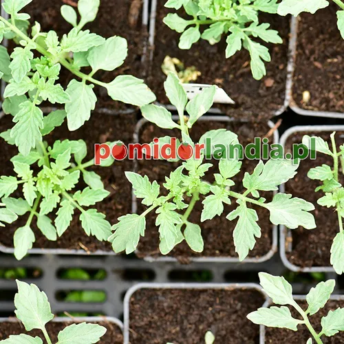 Młode rośliny odmiany Black Zebra Heirloom o liściach typu regularnego w czarnych pojemnikach.