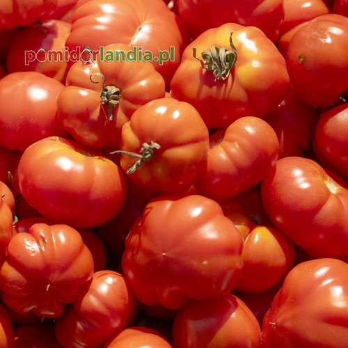 Red Star
