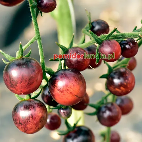 Ciemnofioletowe, kuliste i drobne owoce odmiany Black Strawberry na krzaku.