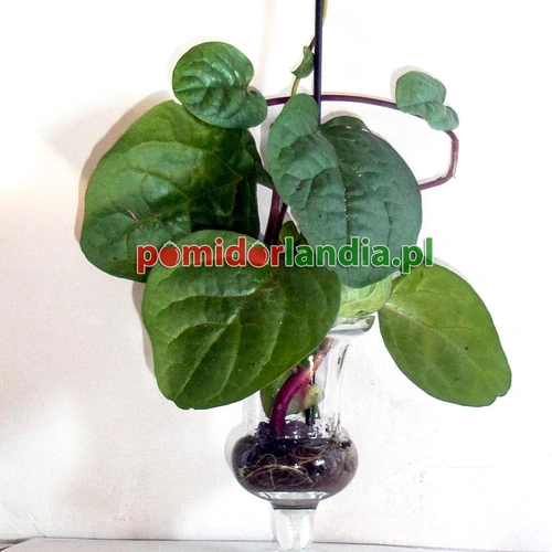 Summer Spinach Malabar