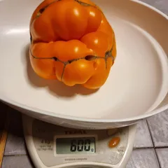 Brandywine Yellow – Nikolas Kowalczyk, 600 g