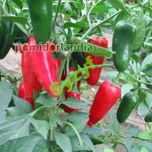 Jalapeno (ostra)