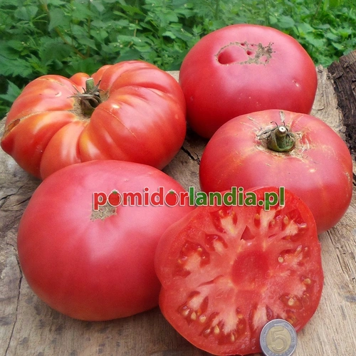 Potiron Ecarlate