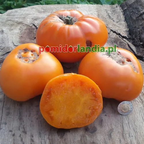 Pomarańczowe, spłaszczone i żebrowane owoce odmiany Summer Cider na drewnianym tle. Jeden z owoców jest przekrojony, ukazując pomarańczowy miąższ.
