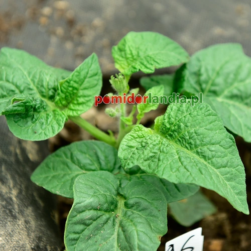 Dwarf Brandyfred