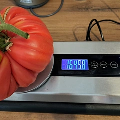 Mama Irene's – katarzyna ziomek, 1645 g